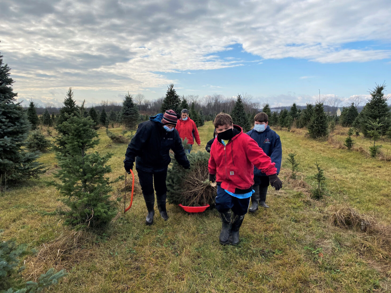 Families pick festive favorites at Canton tree farm